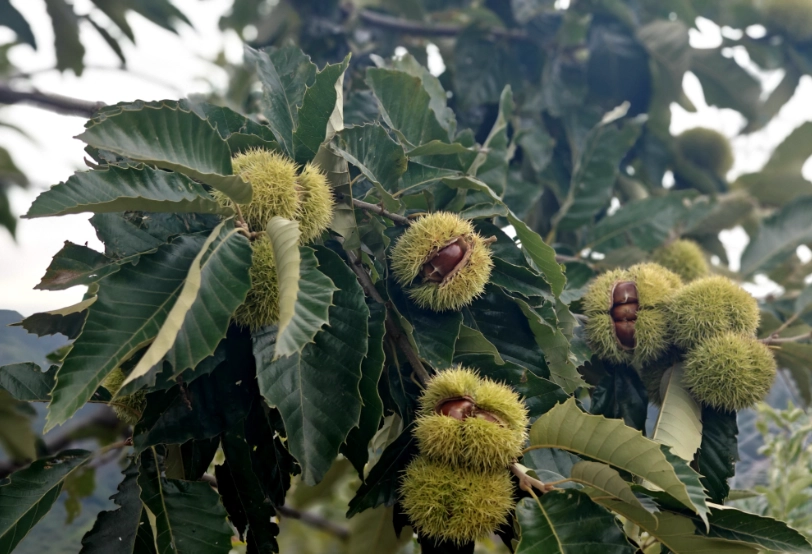 板栗種植方法
