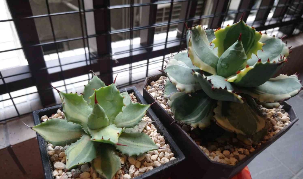 龍舌蘭照顧