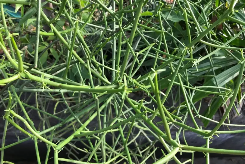 綠珊瑚照顧