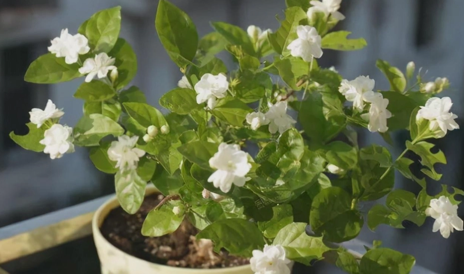 茉莉花施肥 茉莉花施肥