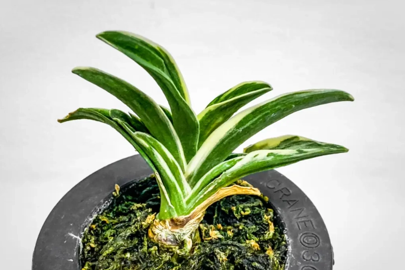 萬年青葉子變黃怎麼辦