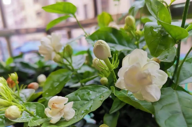 茉莉花修剪 茉莉花修剪