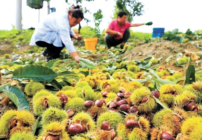 板栗種植方法