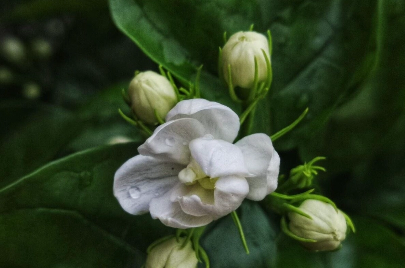 茉莉花施肥 茉莉花施肥