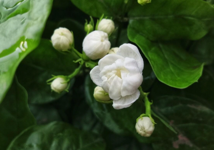 茉莉花修剪 茉莉花修剪