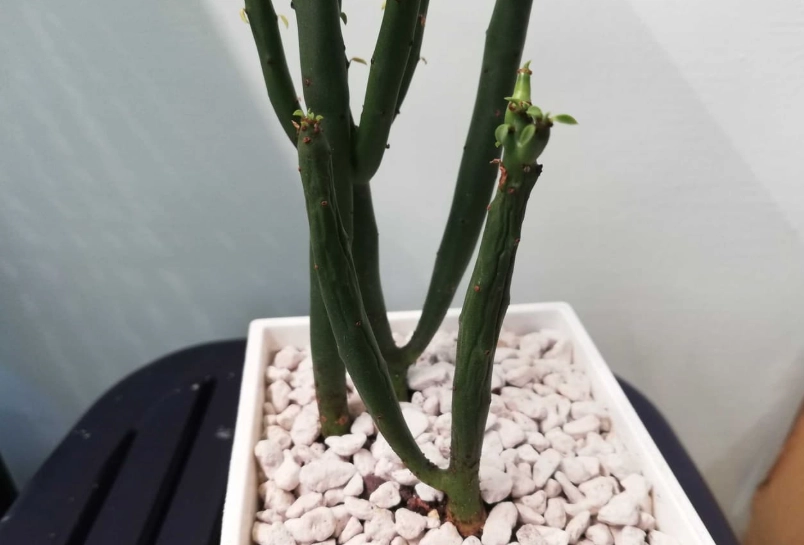 綠珊瑚照顧