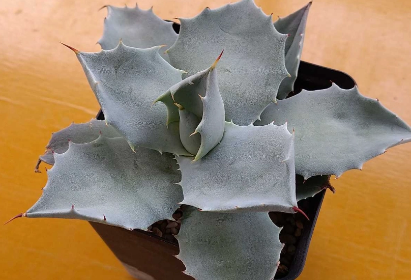 龍舌蘭種植