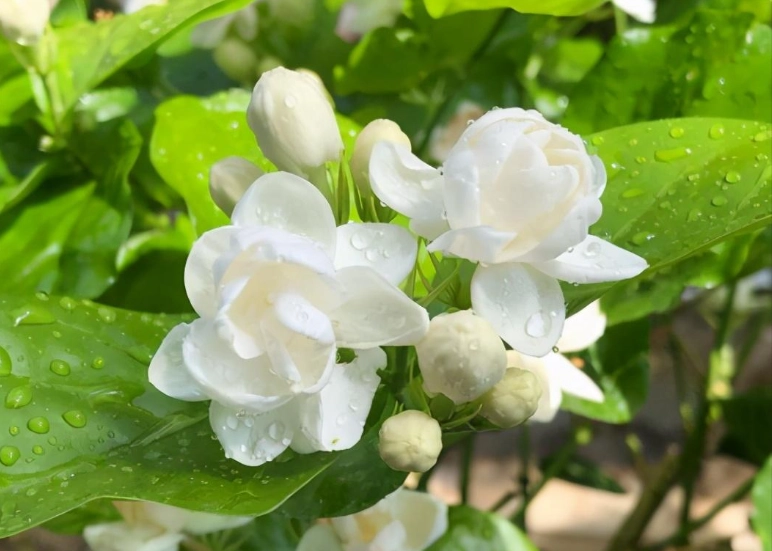 茉莉花修剪 茉莉花修剪