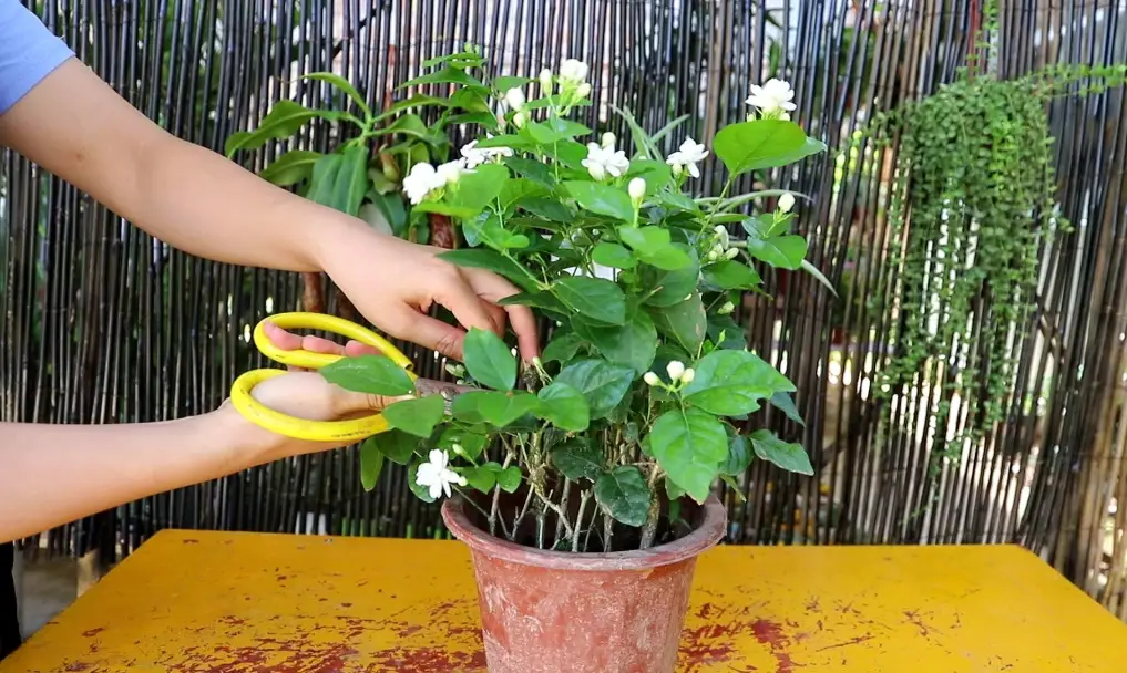 茉莉花施肥 茉莉花施肥