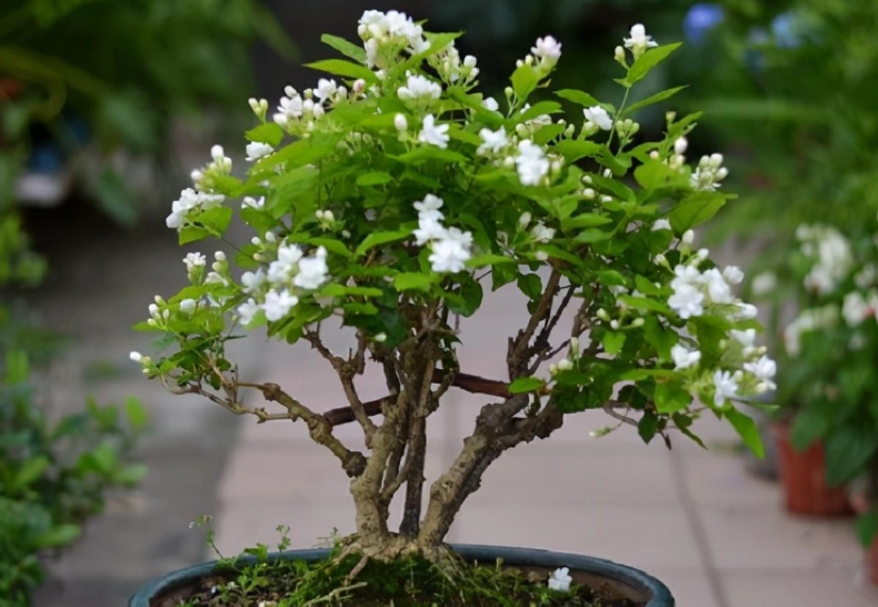 茉莉花不開花：日照、修剪、施肥的6大原因與解法