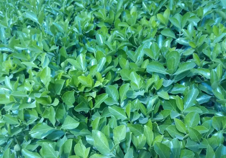 萬年青水耕爛根