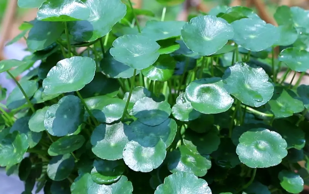 銅錢草水培 銅錢草水培