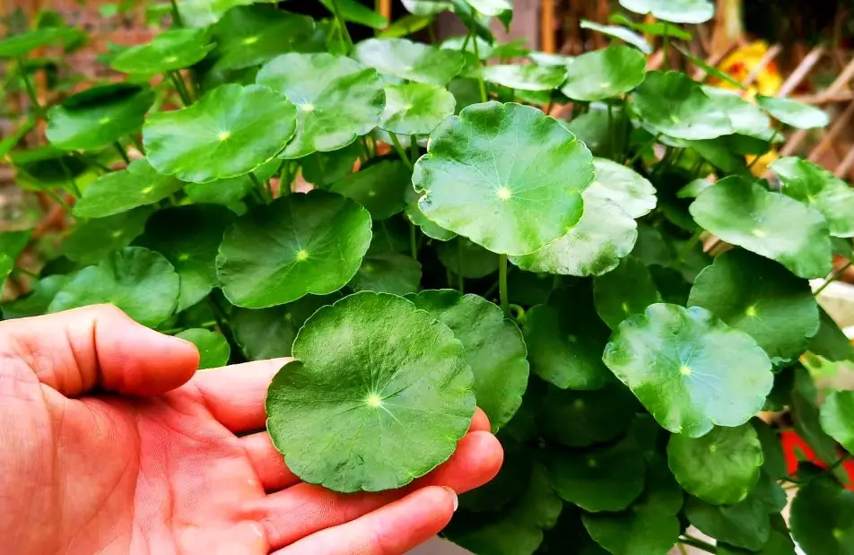 銅錢草葉子變小 銅錢草葉子變小