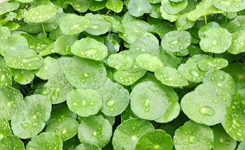 銅錢草種植