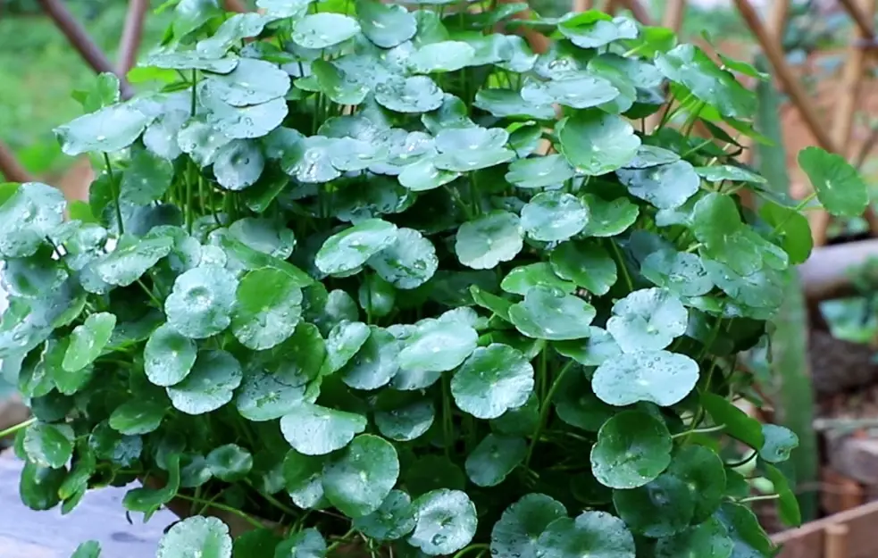 銅錢草水培 銅錢草水培
