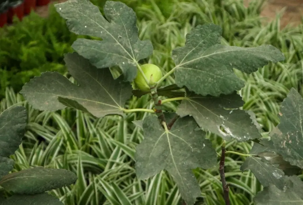 無花果不結果 無花果不結果