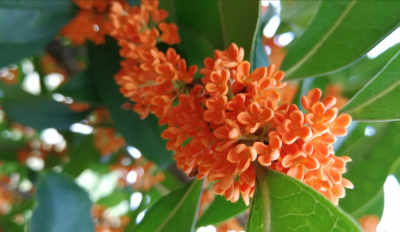 桂花不開花原因