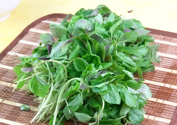 蘇鐵水耕爛根 蘇鐵水耕爛根