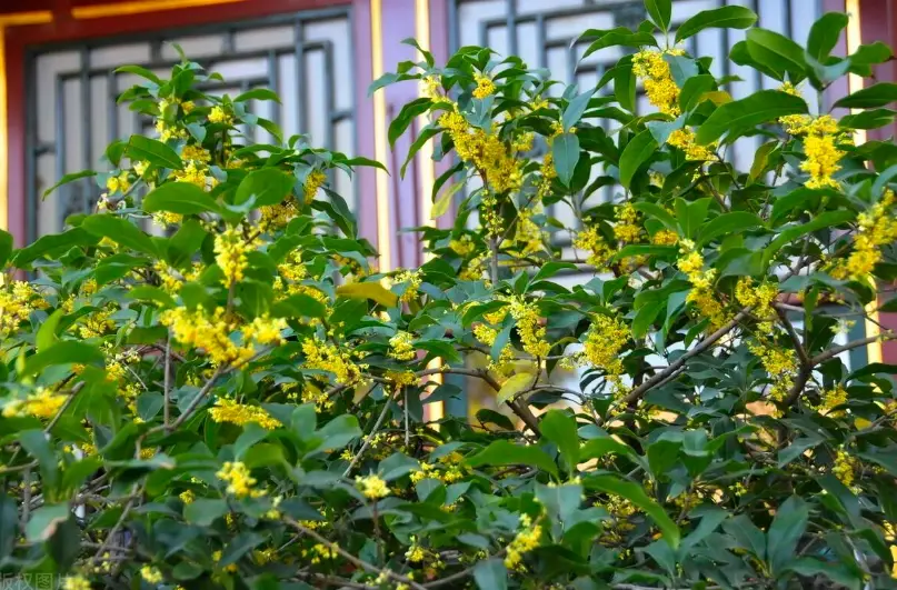桂花盆栽照顧