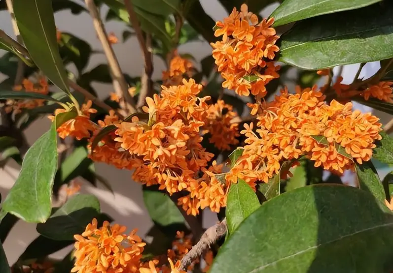 桂花盆栽照顧
