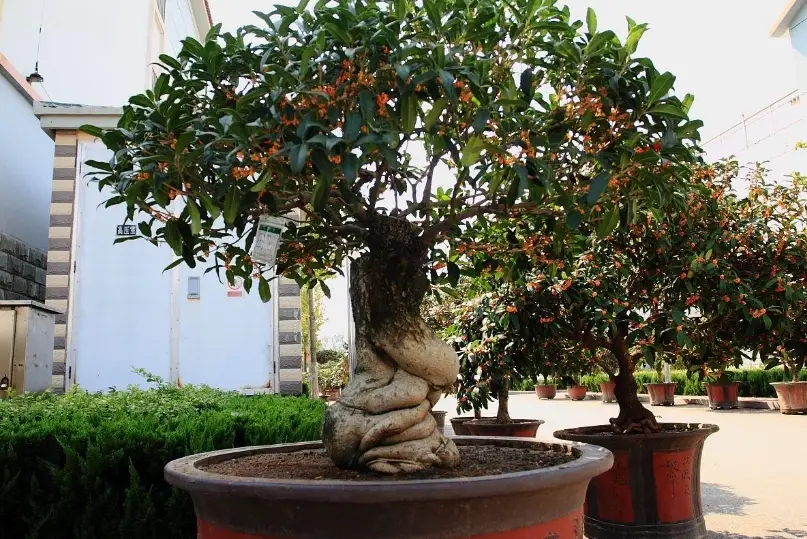 桂花不開花原因