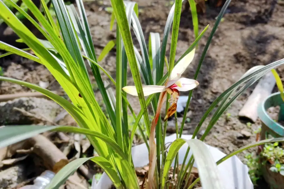 蘭花介質 蘭花介質