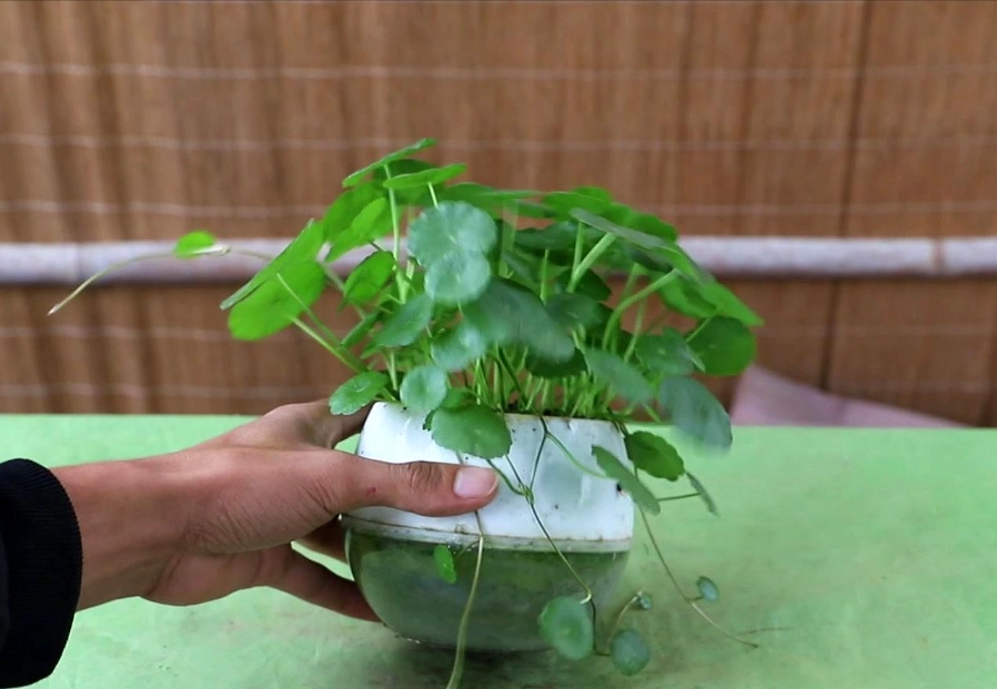 銅錢草葉子變小 銅錢草葉子變小