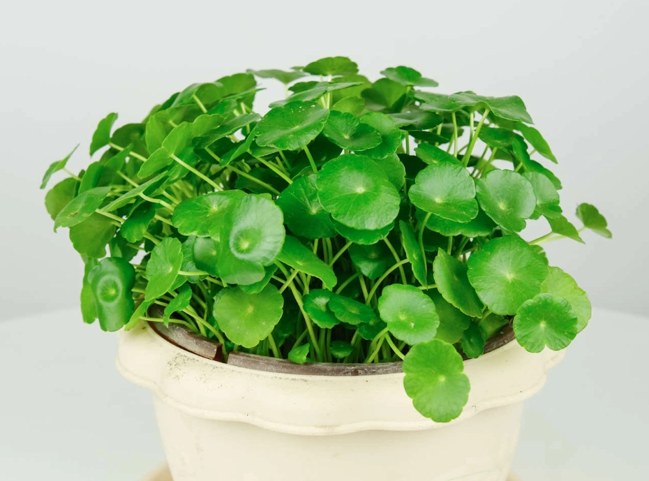 銅錢草葉子變小 銅錢草葉子變小