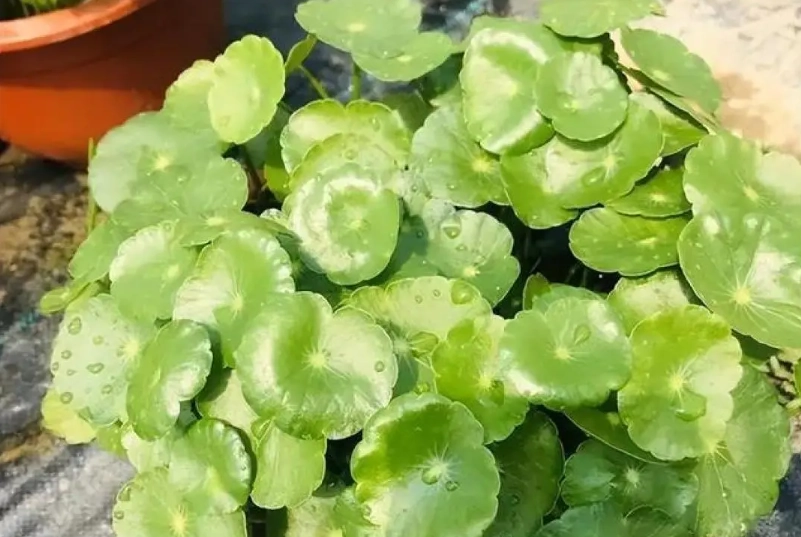 銅錢草水培 銅錢草水培