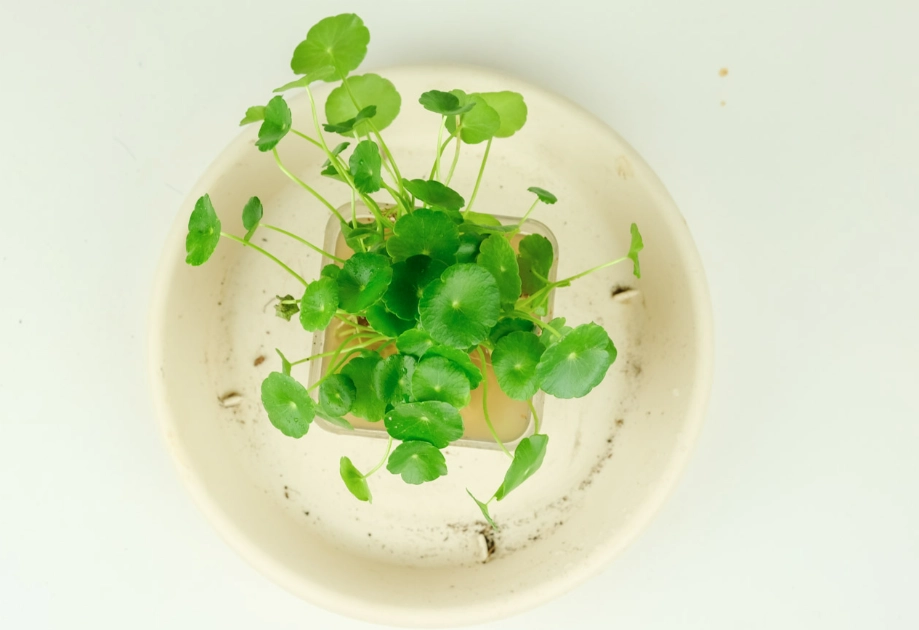 銅錢草葉子變小 銅錢草葉子變小