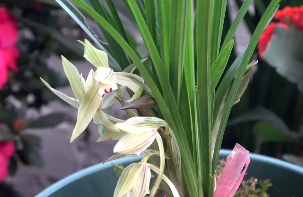 蘭花介質 蘭花介質