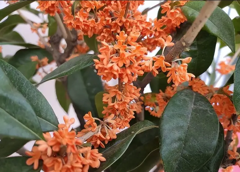 桂花不開花原因