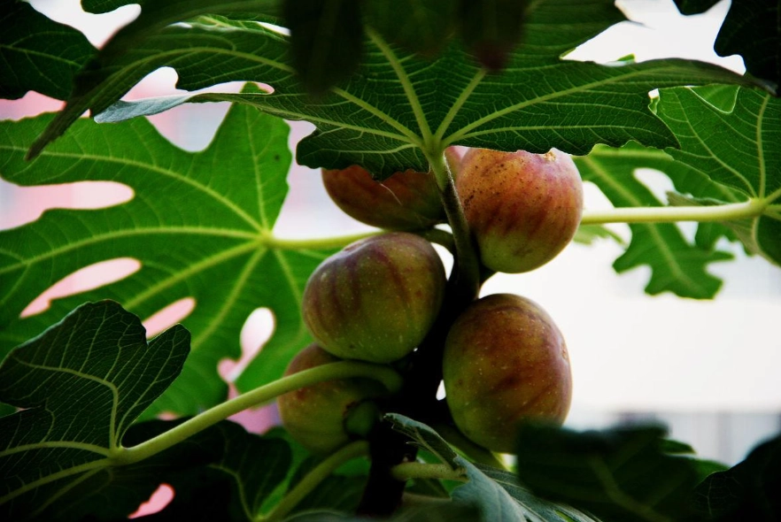 無花果種植方法 無花果種植方法