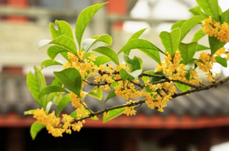 桂花盆栽照顧
