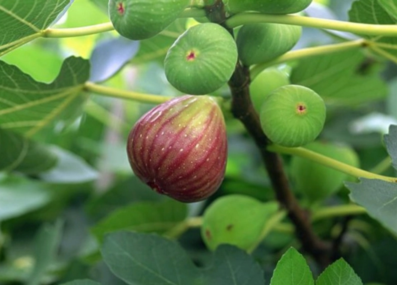 無花果不結果 無花果不結果