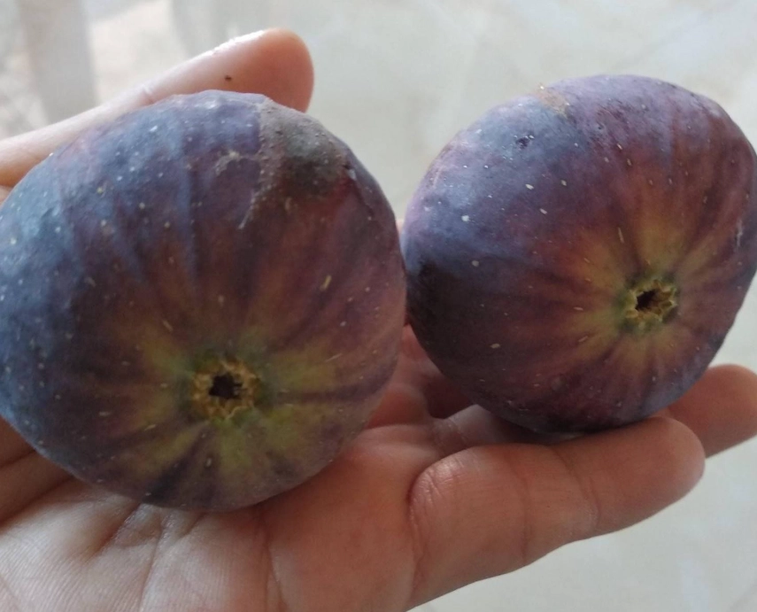 無花果種植方法 無花果種植方法
