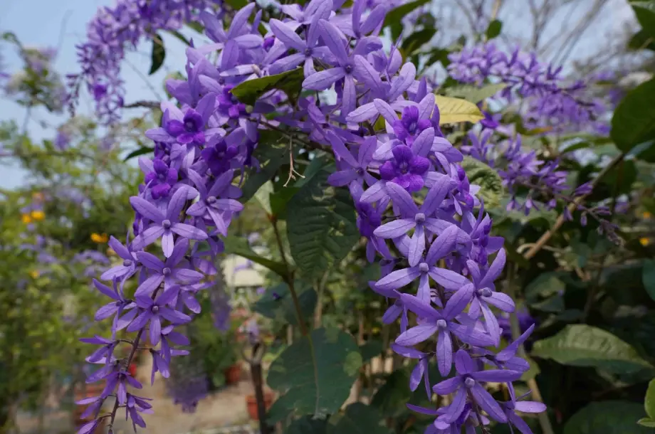 錫葉藤不開花