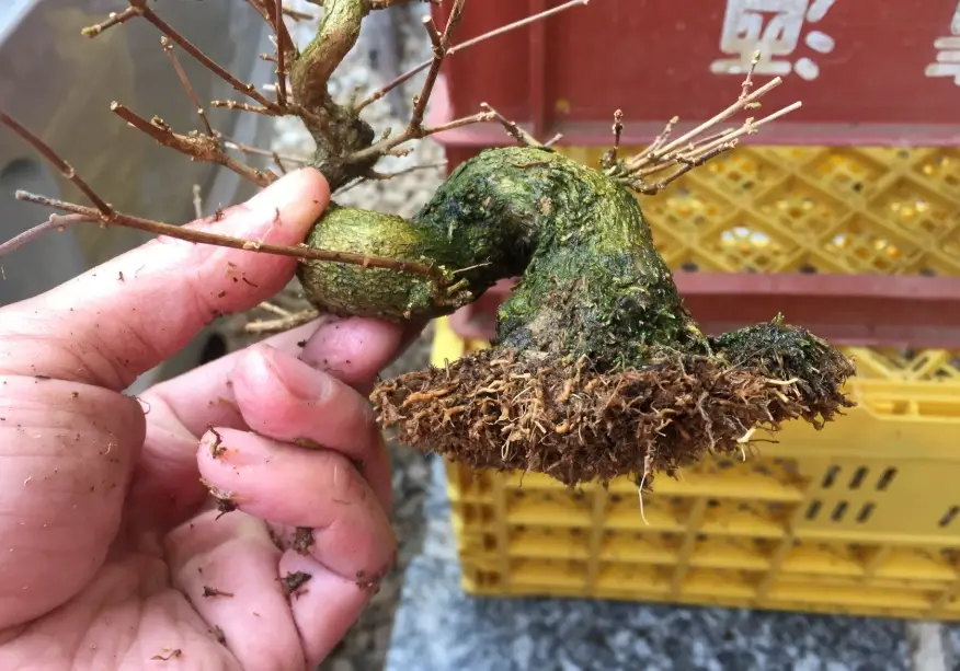 楓樹盆栽