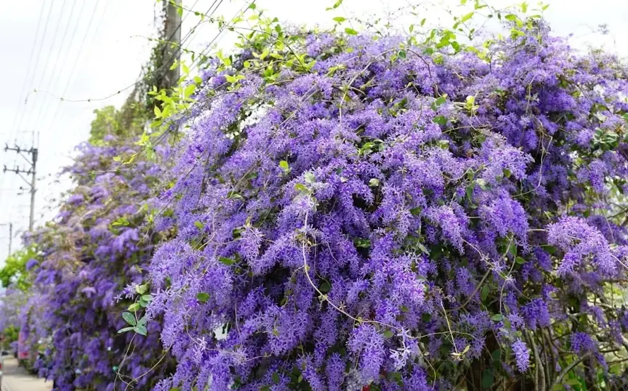 錫葉藤不開花