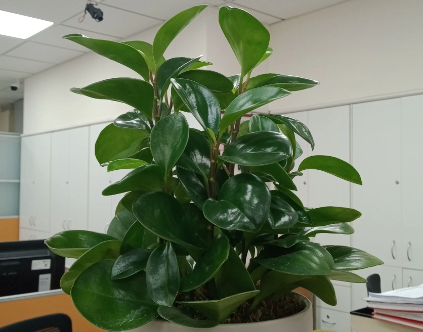 圓葉發財樹 照顧