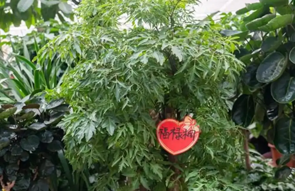 羽裂福祿桐照顧：掉葉、葉黃與修剪的關鍵對策