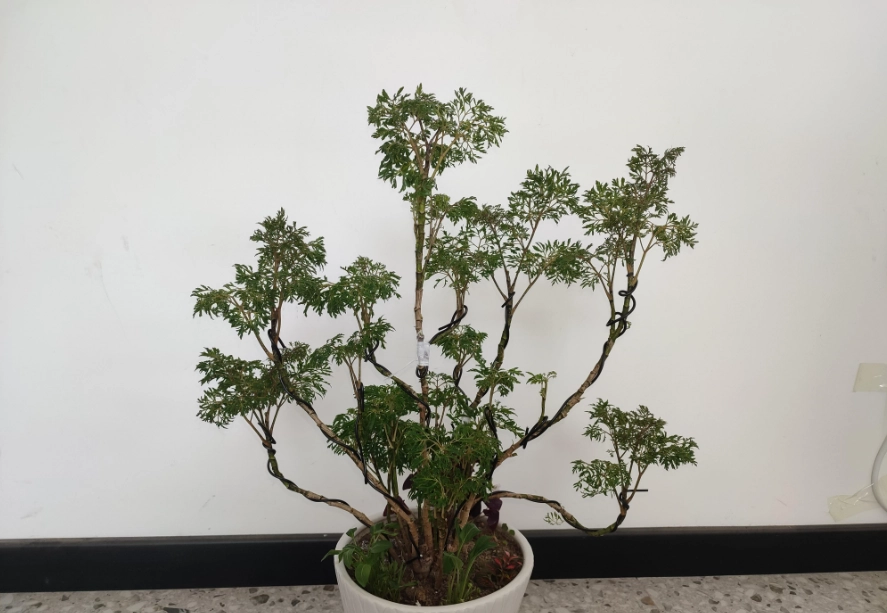 福祿桐照顧