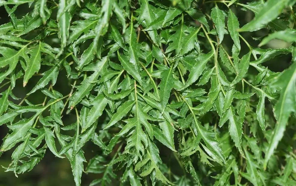 福祿桐照顧