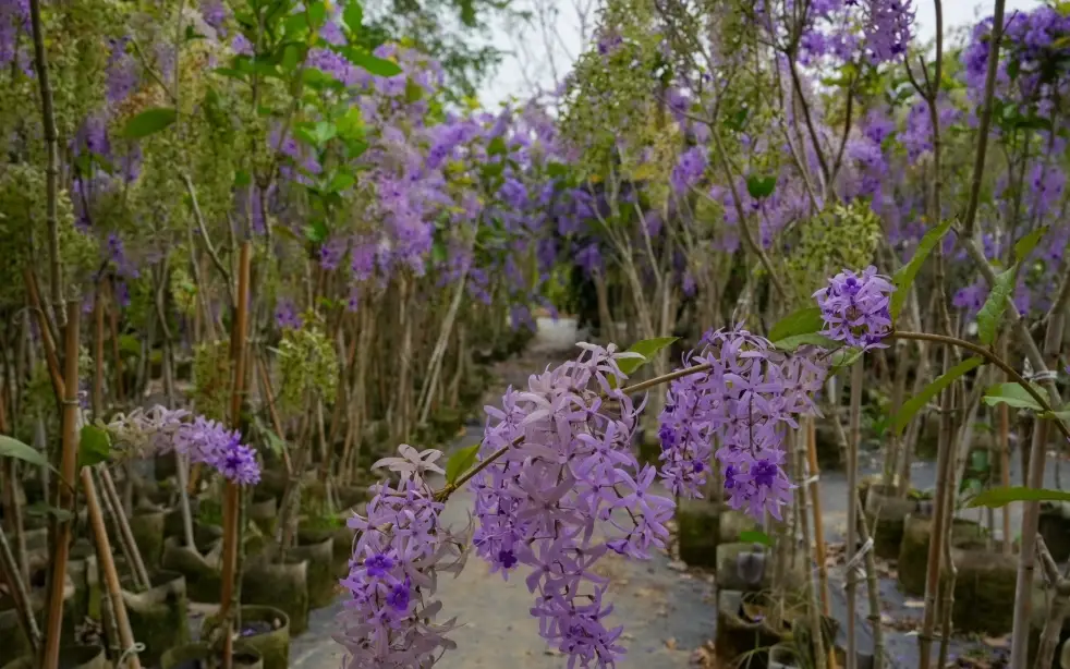 錫葉藤不開花