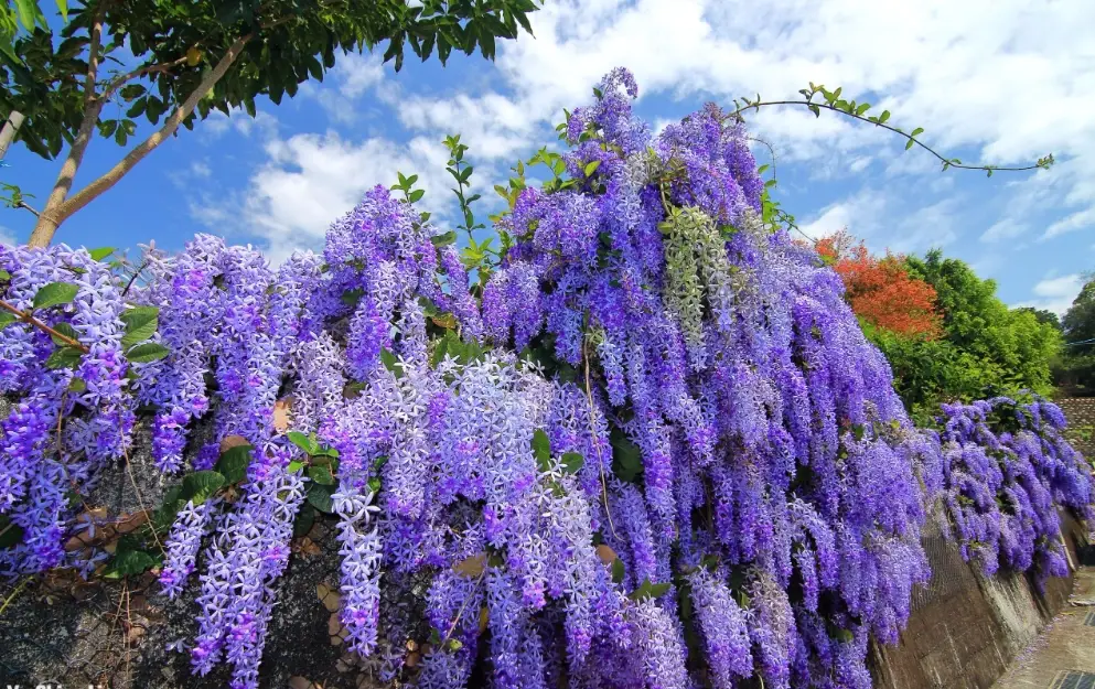 錫葉藤盆栽：不開花、落葉與修剪時機的實戰解法