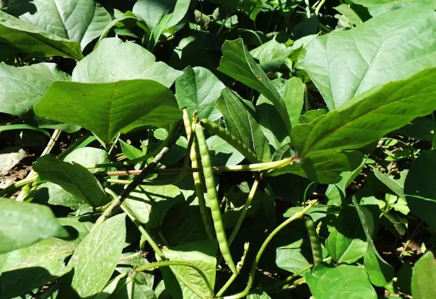 綠豆種植方法