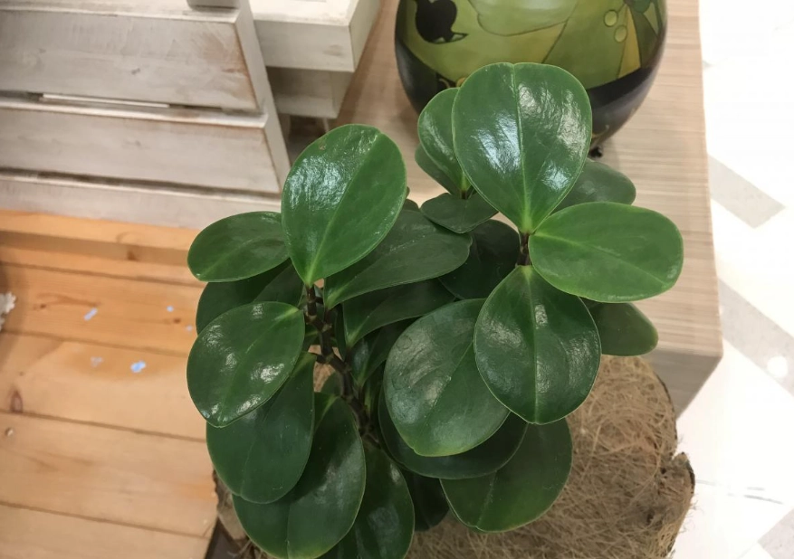 圓葉發財樹 照顧