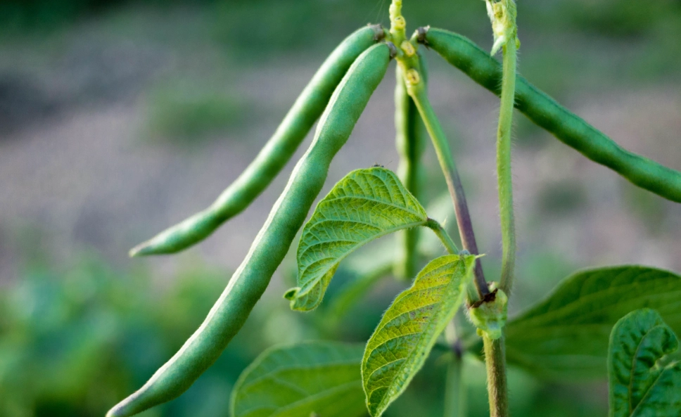 綠豆種植方法