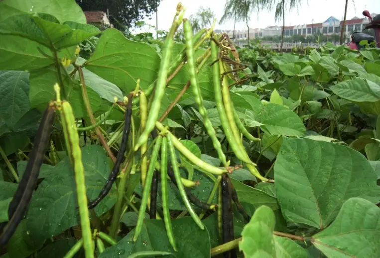 綠豆種植方法