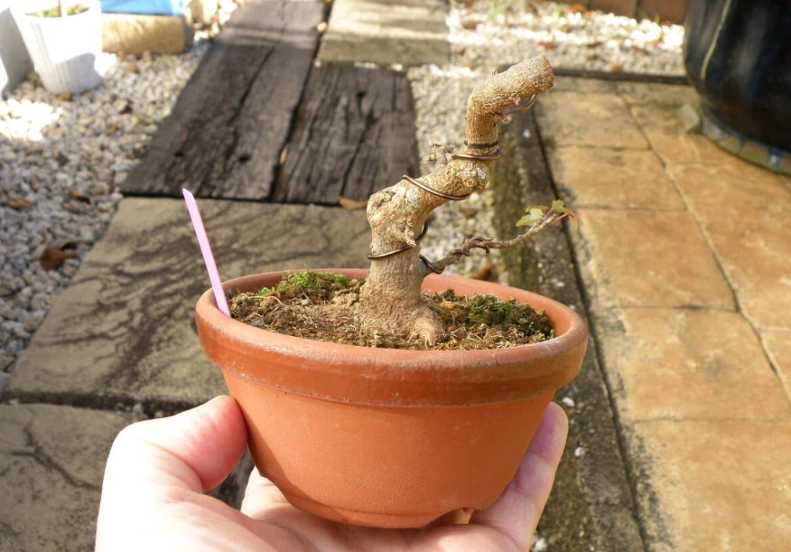 楓樹盆栽